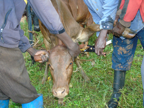 Gulu PRDP cattle Restocking Beneficiaries take a closer look at animals during distribution exercise in Awach Sub County Head quarters recently   PHOTO By JAMES OWICH