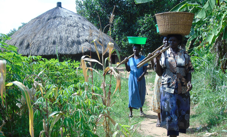 A group women in Lapeta village, Unyama Sub County in Gulu district walk through a village path on their way to family garden