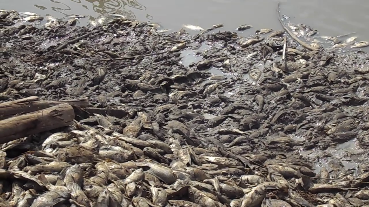 Fish died at the bank of Oyitino Dam