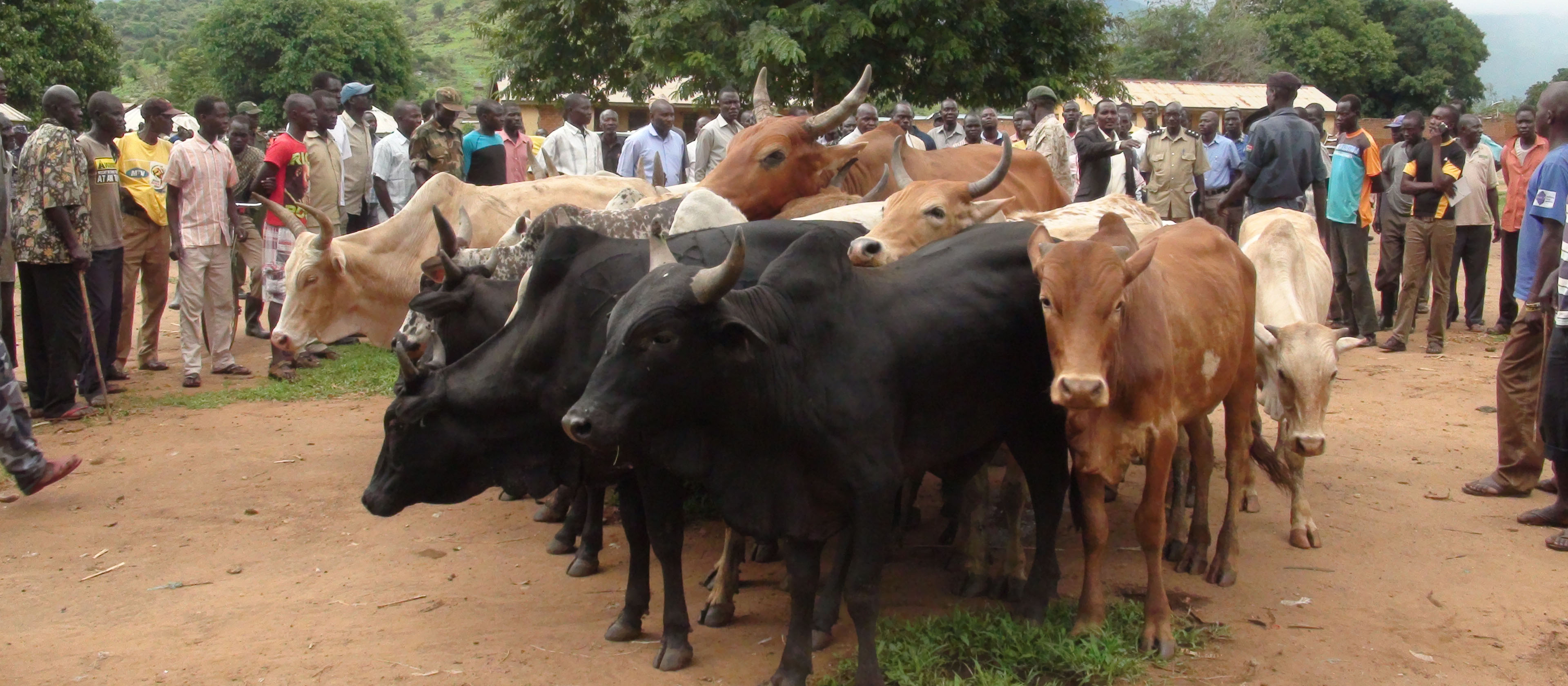 The herds of cattle stolen from Uganda by South Sudanese cattle raisers that were returned by the South Sudanese officials on Wednesday at Agoro.