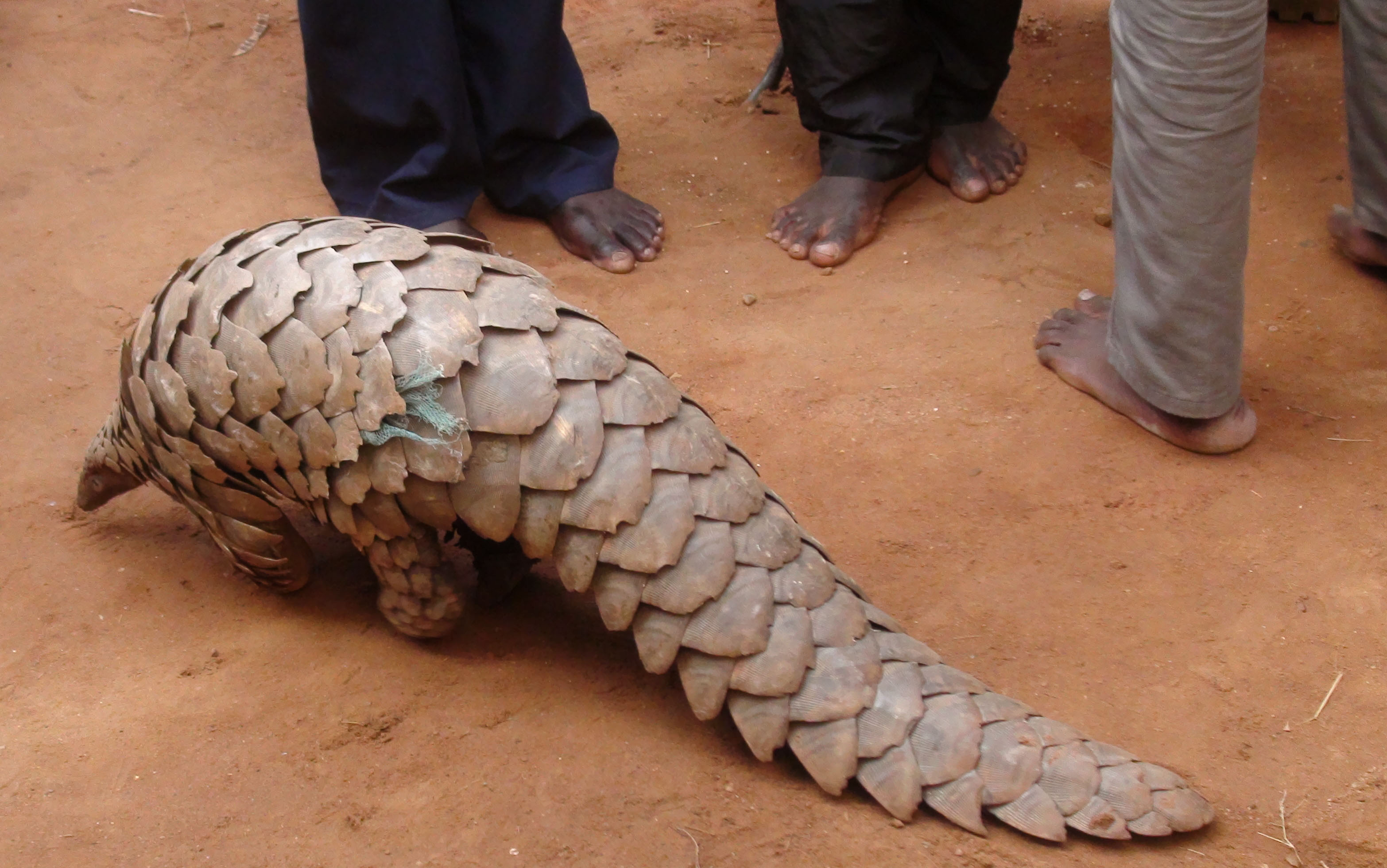 One of the Pangolins at Kitgum Central Police Station on Friday, April 14th, 2016.