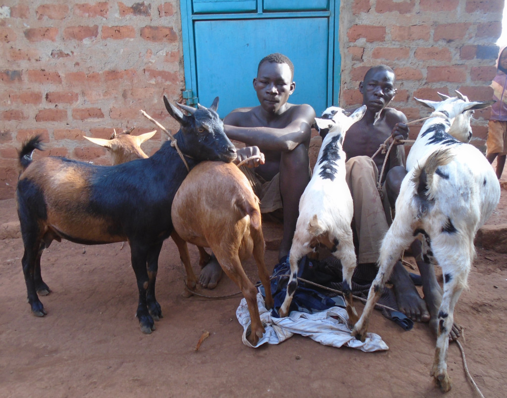 Okello Tonny Opit and Omara Fred netted stealing goats at night and sell them in Elegu Boarder market.