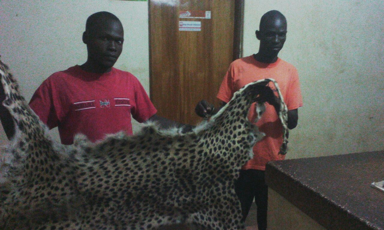 alfred-odong-and-raymond-onyach-arrested-with-a-cheetah-skin-at-patongo-trading-centre-agago-1